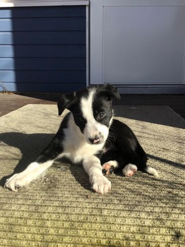 Rallytokon harjoitusryhmät