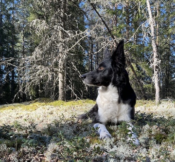 Jälkikurssit